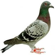 piccione